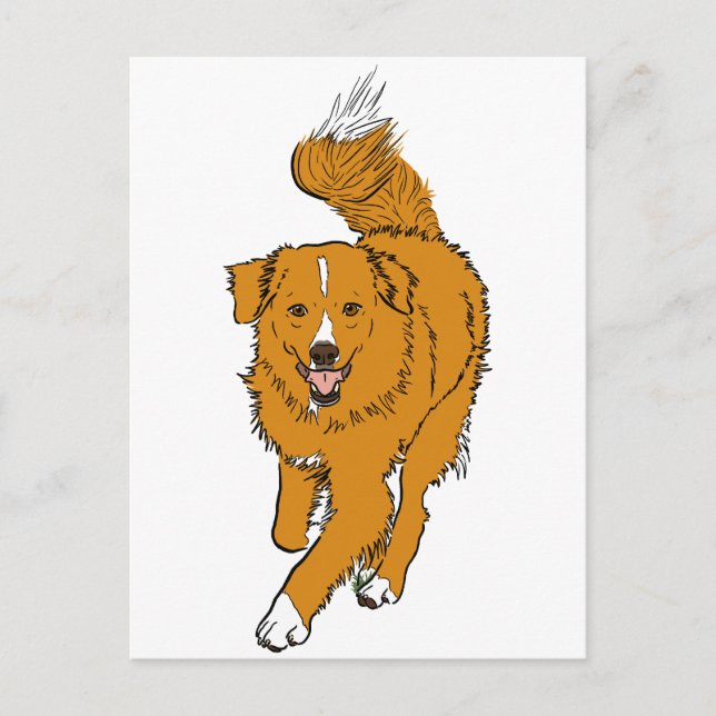 Carte Postale Nova Scotia Duck Tolling Retriever (Devant)