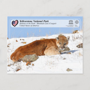 Carte Postale NP de Yellowstone - Lion de montagne (Cougar)