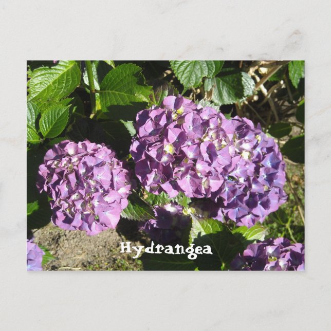 Carte Postale Nuances de l'hydrangée violette (Devant)