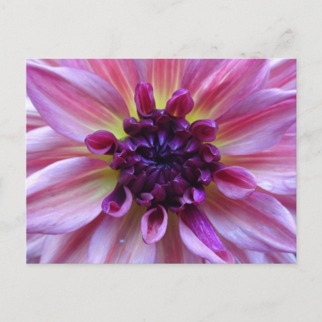Carte Postale Nuances de pourpre Dahlia fermer do-it-yourself ca (Devant)