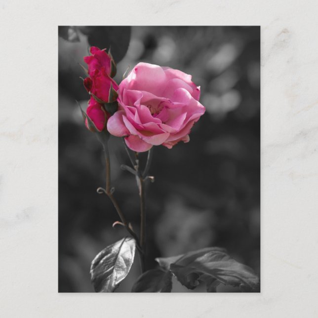 Carte postale - Nuances de roses de dévotion (Devant)