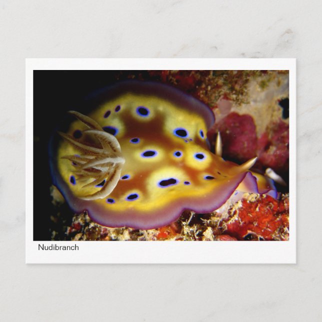 Carte Postale Nudibranche (Devant)