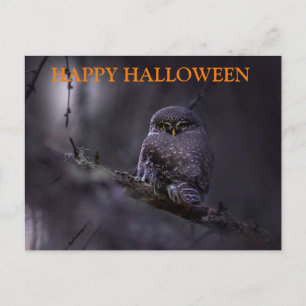 Carte Postale Nuit d'Halloween effrayant avec les hibou