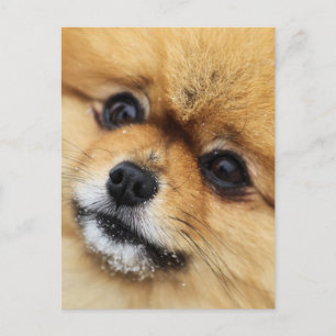 Carte Postale Numéro 1