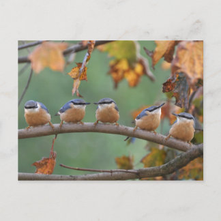 Carte postale Nuthatch