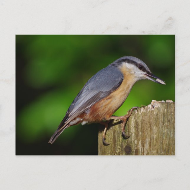 Carte postale Nuthatch (Devant)