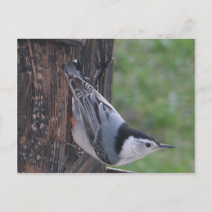Carte Postale Nuthatch
