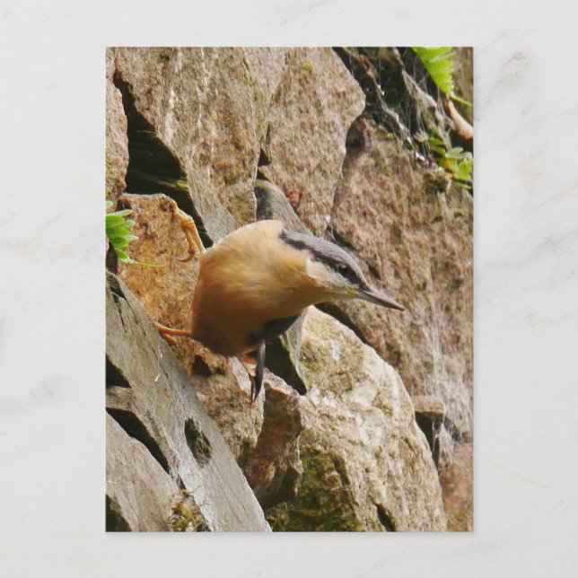 Carte postale Nuthatch (Devant)