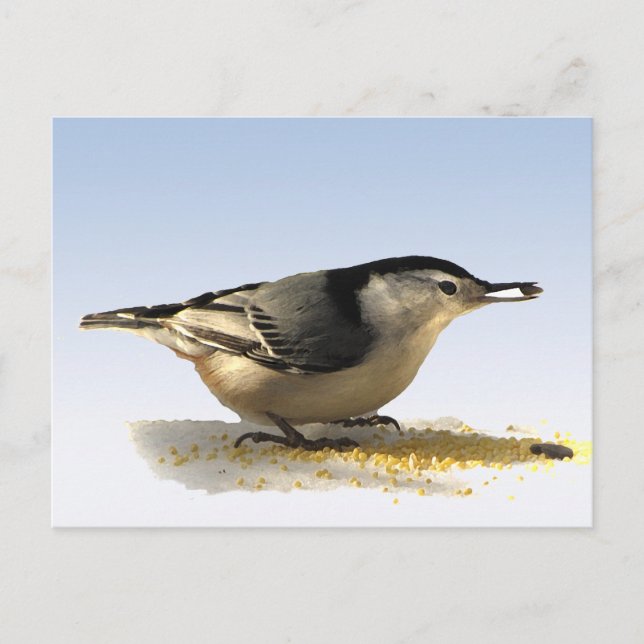 Carte Postale Nuthatch à poitrine blanche (Devant)
