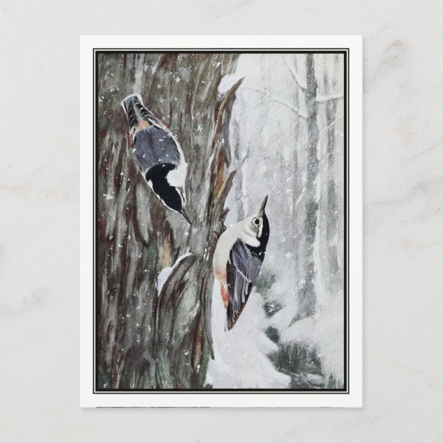Carte Postale Nuthatch à poitrine blanche - Robert Bruce Horsfal (Devant)