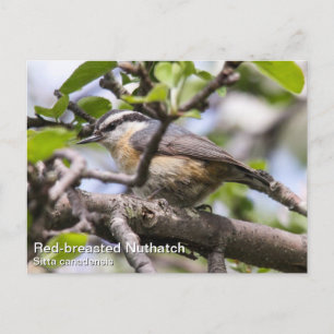 Carte Postale Nuthatch à poitrine rouge