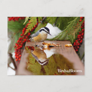Carte Postale Nuthatch à poitrine rouge