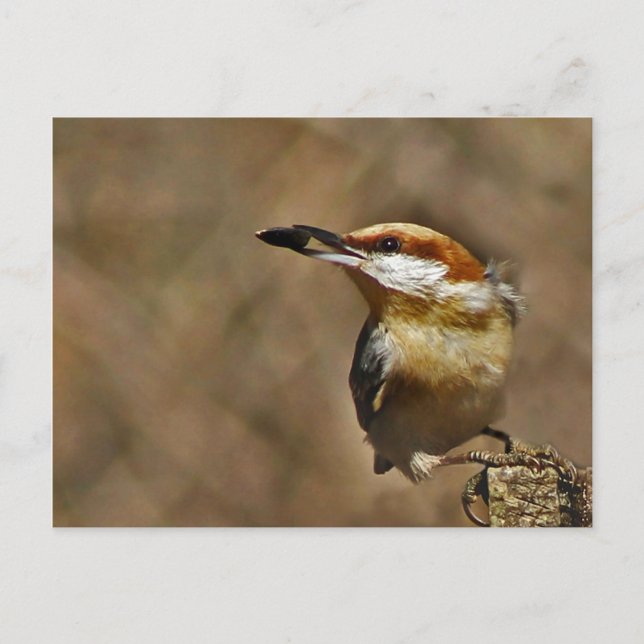 Carte Postale Nuthatch à tête Brown (Devant)