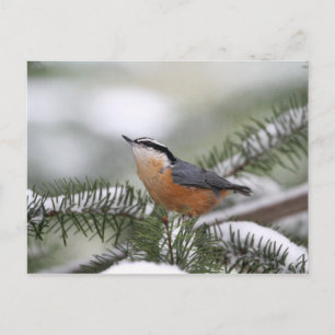 Carte Postale Nuthatch sur la branche neige en hiver