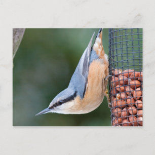 Carte Postale Nuthatch sur le chargeur