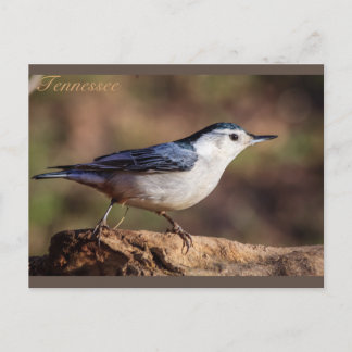 Carte Postale Nuthatch Tennessee à la poitrine blanche