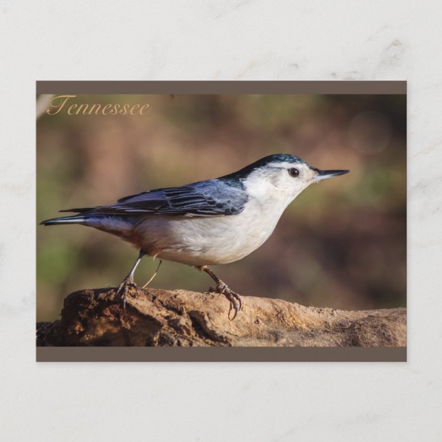 Carte Postale Nuthatch Tennessee à la poitrine blanche (Devant)