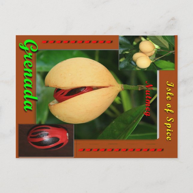 Carte postale Nutmeg (Devant)