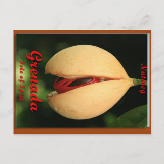 Carte Postale Nutmeg