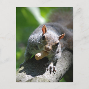 Carte postale Nutty Squirrel