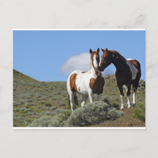 Carte Postale Nuzzling Horses