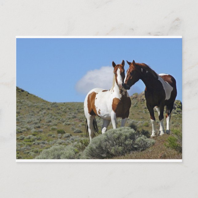 Carte Postale Nuzzling Horses (Devant)