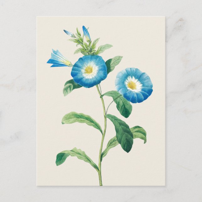 Carte Postale Nwarf Morning Glory par Pierre Joseph Redoute (Devant)