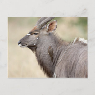 Carte Postale Nyala avec pic