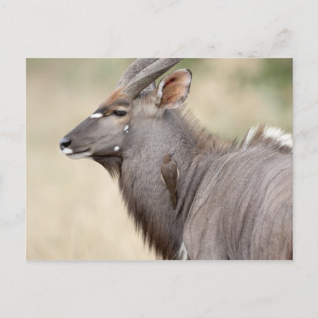 Carte Postale Nyala avec pic (Devant)