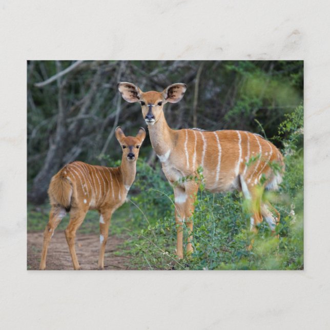 Carte Postale Nyala (Tragelaphus Angazii) avec jeune, Ndumo (Devant)