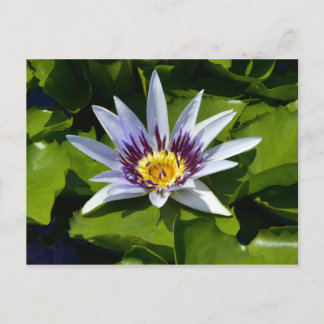 Carte Postale Nymphaea colorata - Nénuphar africain Tanzanie