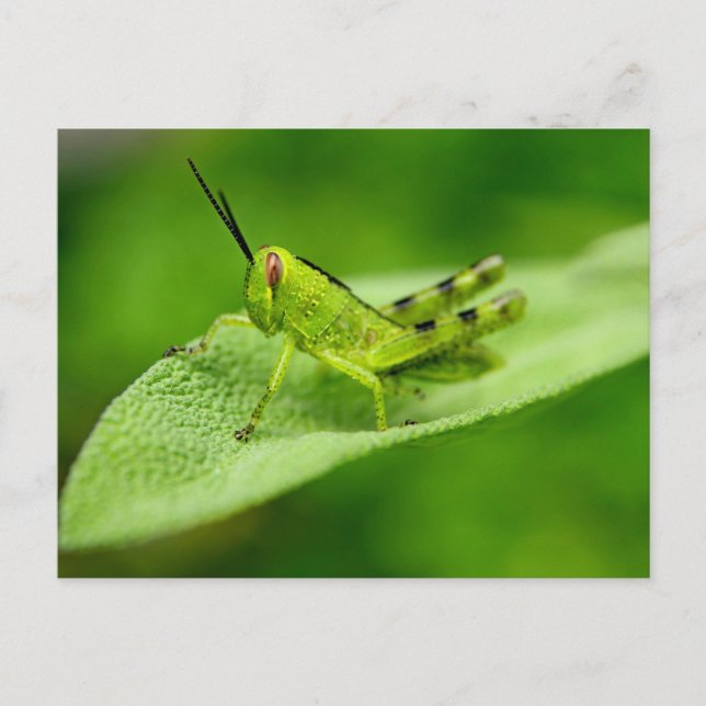 Carte Postale Nymphe de criquet vert sur une feuille (Devant)