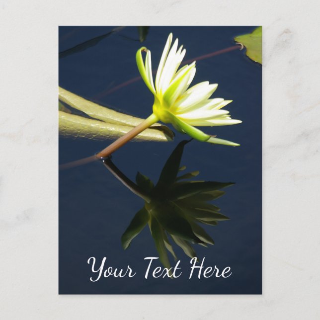 Carte Postale Nymphéa Lotus Blanc (Devant)