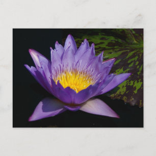 Carte Postale Nymphéa Lotus Pourpre