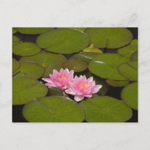 Carte Postale Nymphéas en fleurs