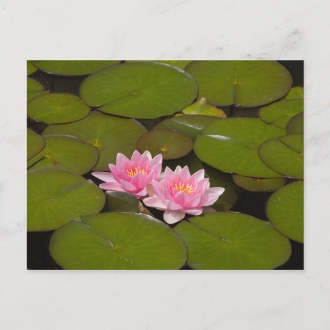Carte Postale Nymphéas en fleurs (Devant)