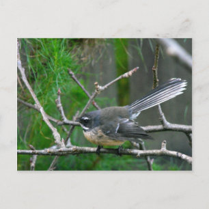 Carte Postale NZ Bird - Fantail