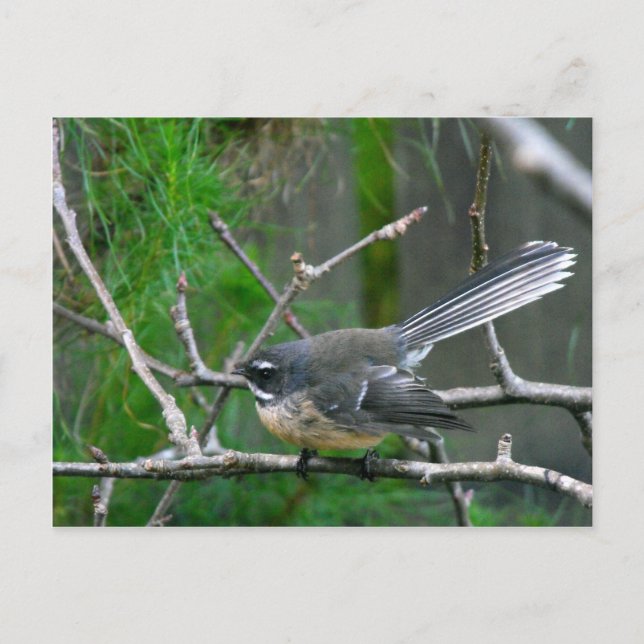 Carte Postale NZ Bird - Fantail (Devant)