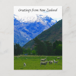 Carte Postale nz mouton scape
