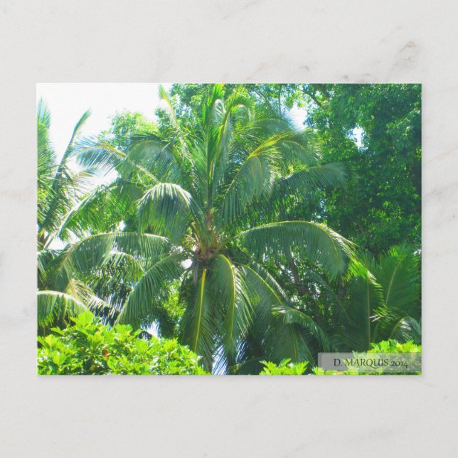 CARTE POSTALE OAHU, HAWAII #17 POSTCARD (Devant)