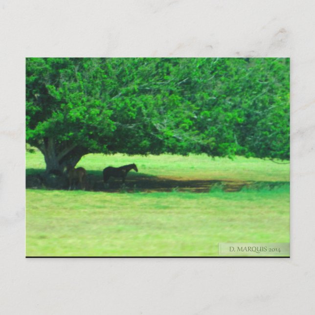 CARTE POSTALE OAHU, HAWAII #19 POSTCARD (Devant)