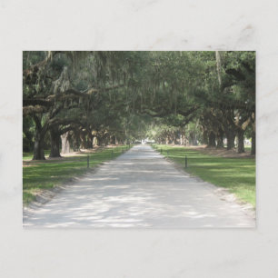 Carte Postale Oak Alley at Boone Hall, Charleston SC Postcard