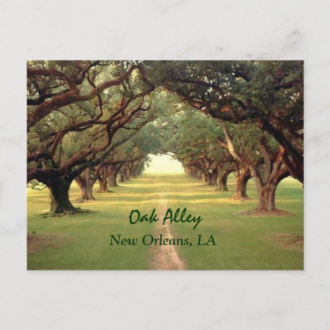Carte postale Oak Alley New Orleans (Devant)