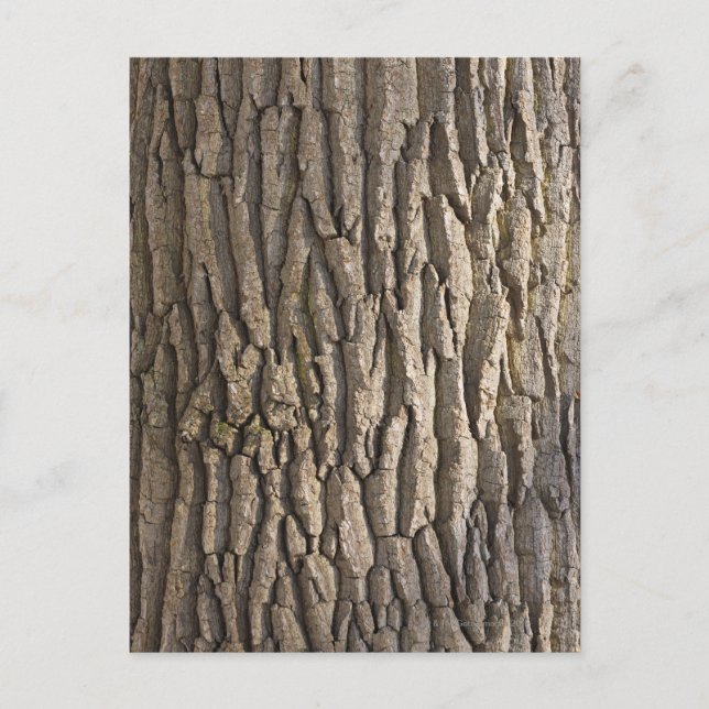 Carte Postale Oak Bark, Aschaffenburg, Franconie, Bavière, (Devant)
