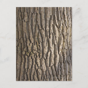 Carte Postale Oak Bark, Aschaffenburg, Franconie, Bavière,