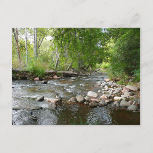 Carte Postale Oak Creek et Mallard Ducks Photographie naturelle