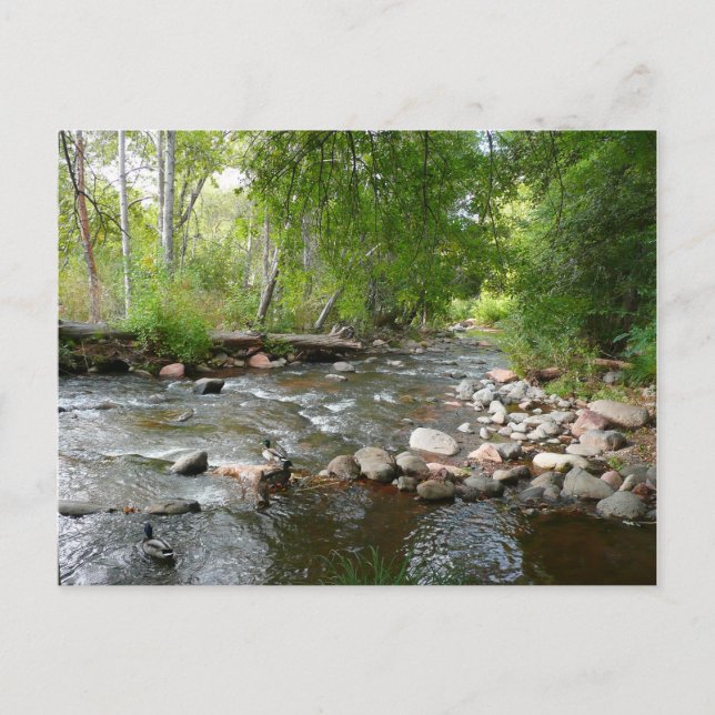 Carte Postale Oak Creek et Mallard Ducks Photographie naturelle (Devant)