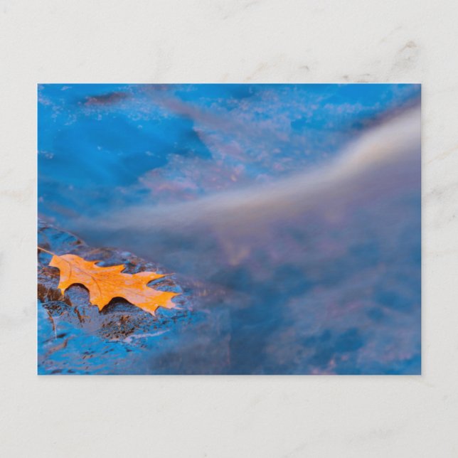 Carte Postale Oak leaf on rock in Rosseau River (Devant)