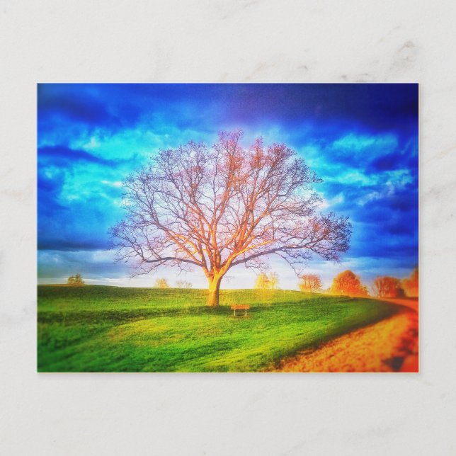 Carte postale Oak Tree (Devant)