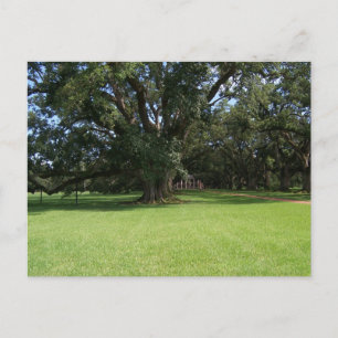 CARTE POSTALE OAK TREE